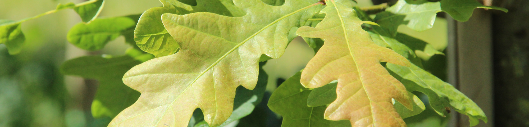 Quercus robur sel. Y70