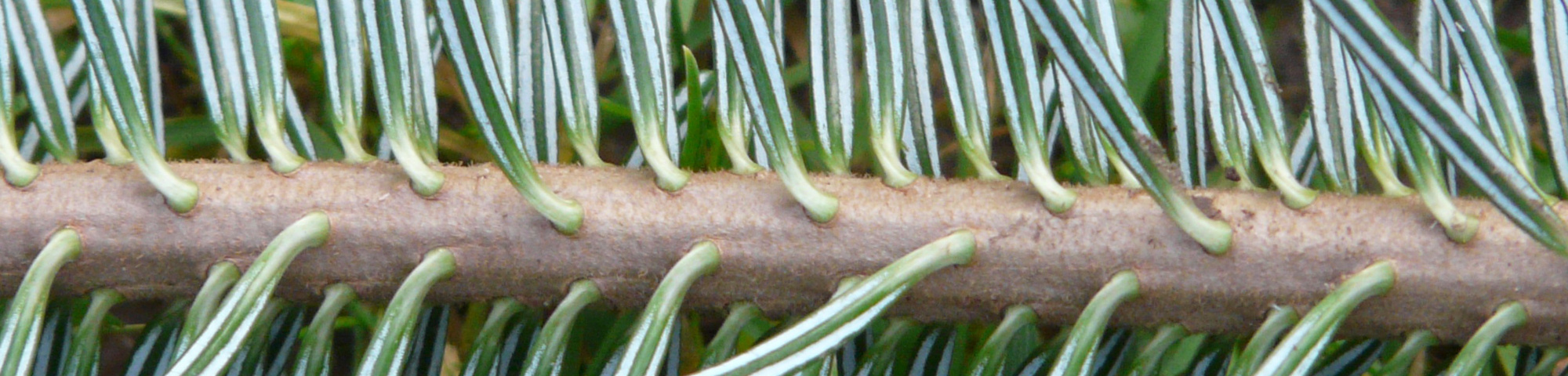 Abies nordmanniana