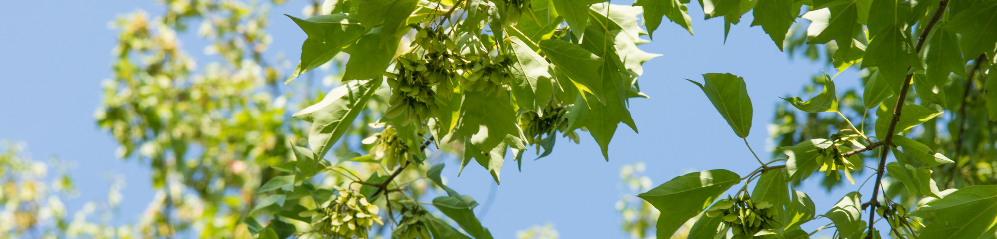 Acer buergerianum