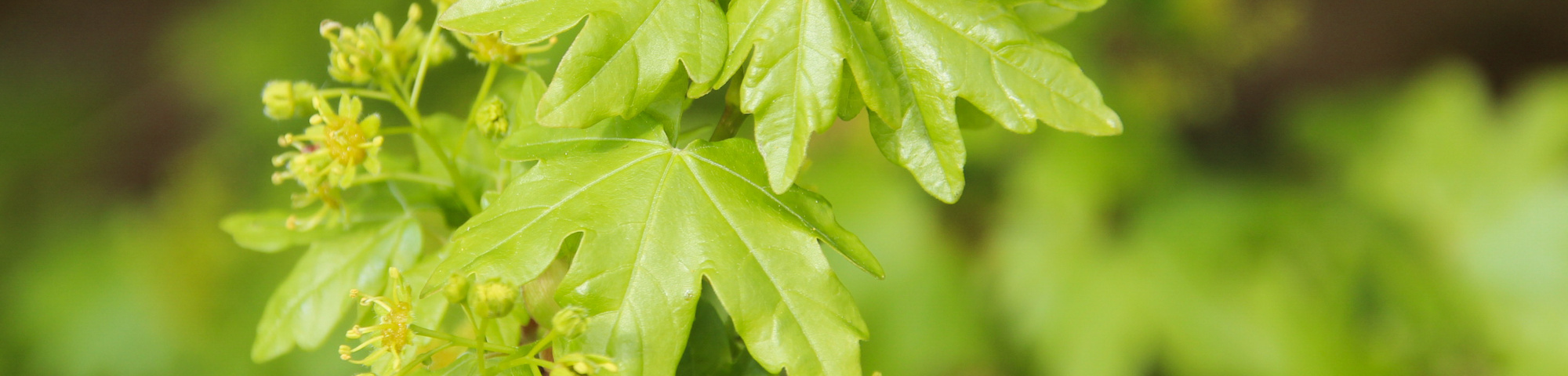 Acer campestre 'Elsrijk'
