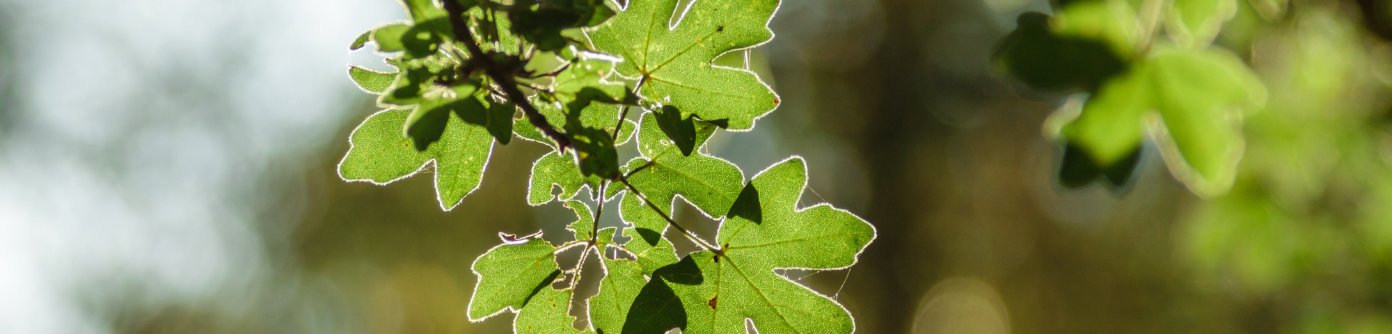 Acer campestre