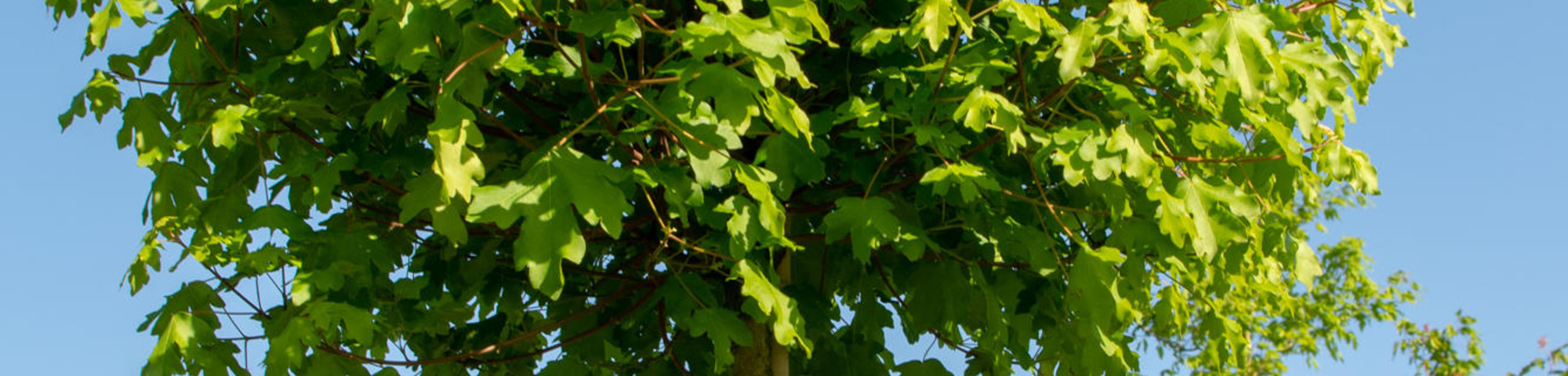 Acer campestre 'Nanum'