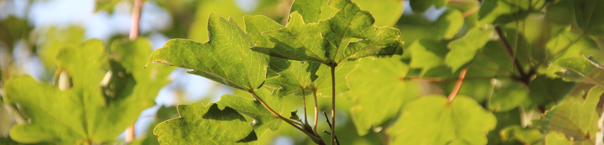 Acer campestre 'Queen Elizabeth'