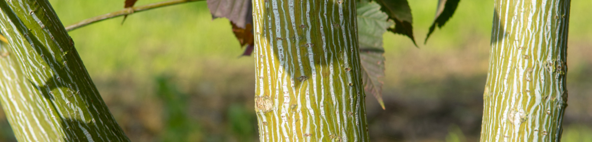 Acer capillipes