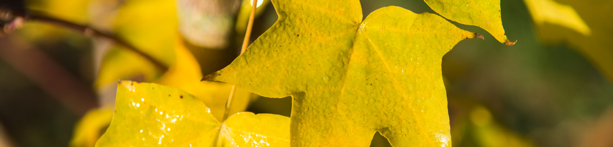 Acer cappadocicum