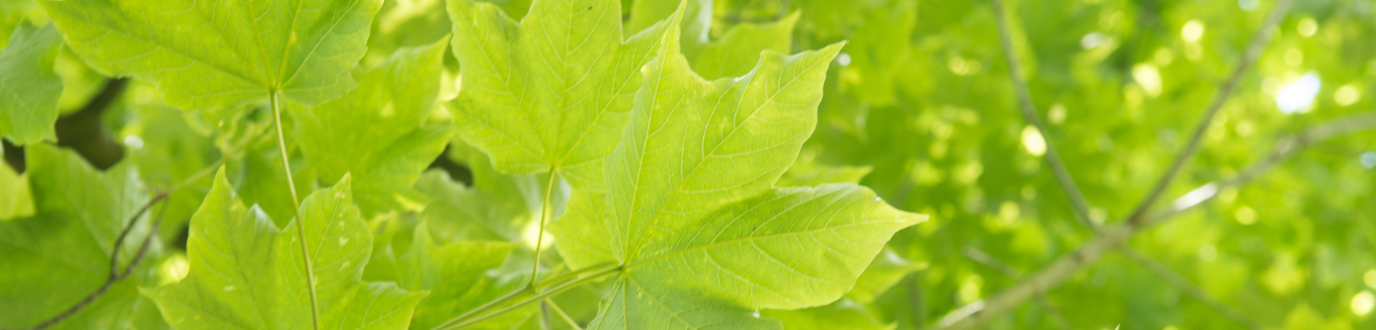 Acer cappadocicum subsp. lobelii