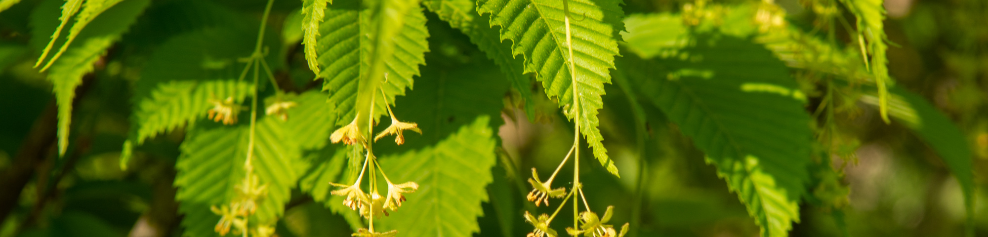 Acer carpinifolium