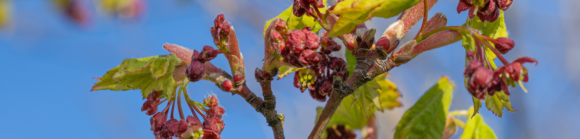 Acer circinatum