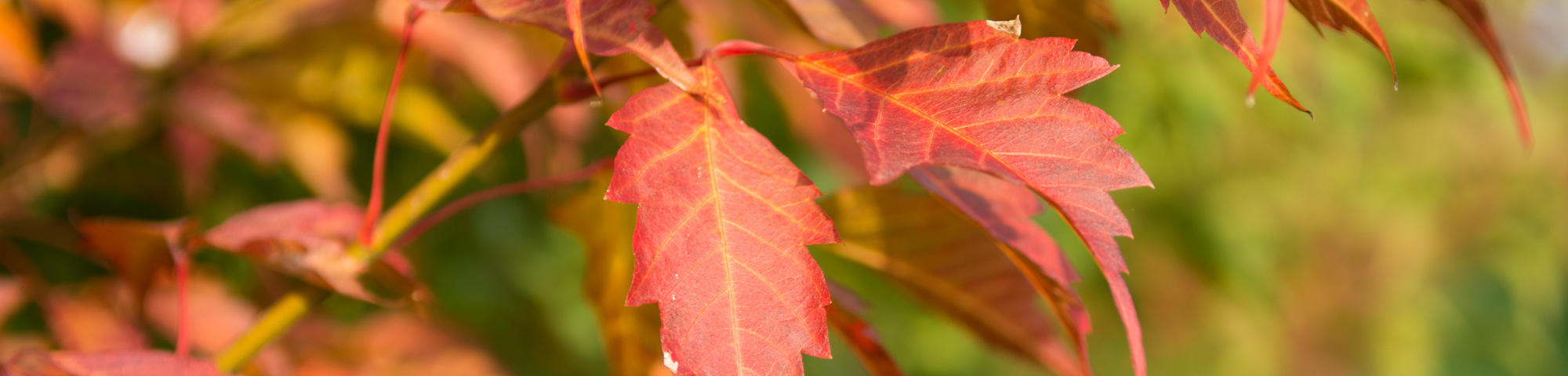 Acer cissifolium