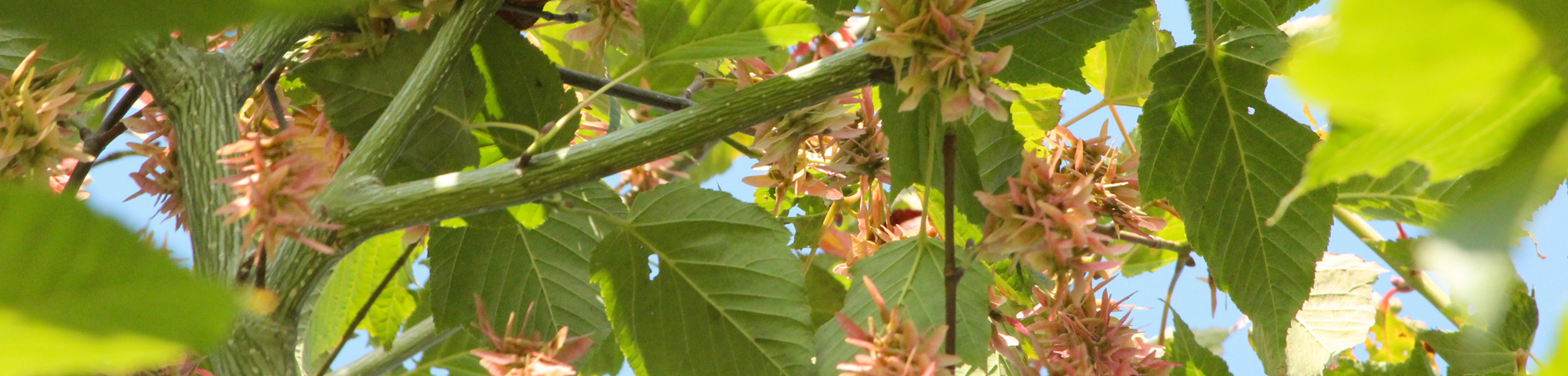 Acer davidii 'George Forrest'