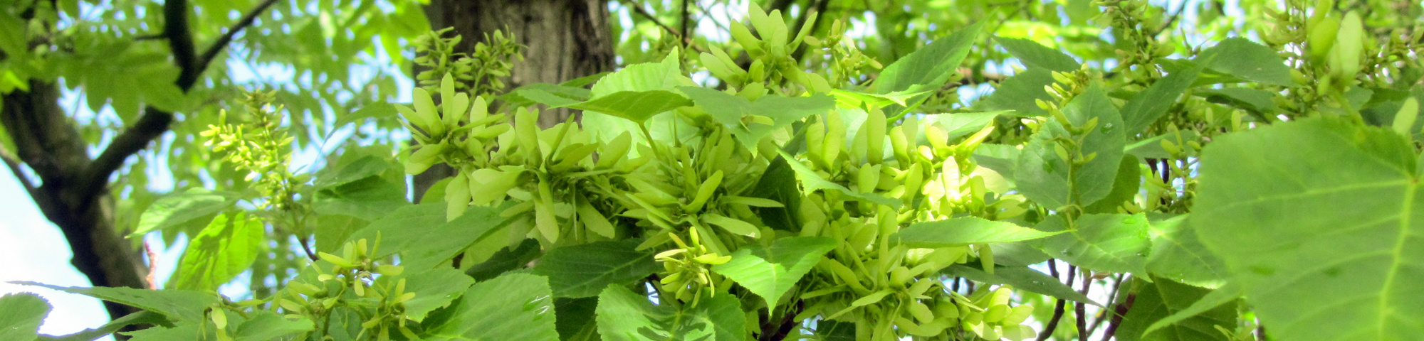 Acer davidii subsp. grosseri 