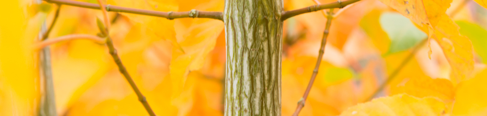 Acer davidii