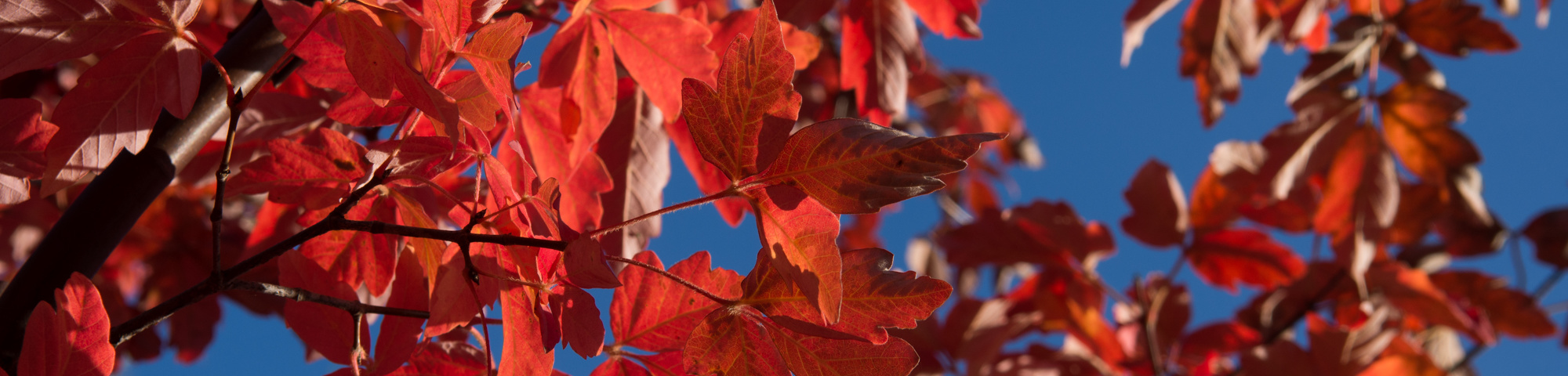 Acer griseum