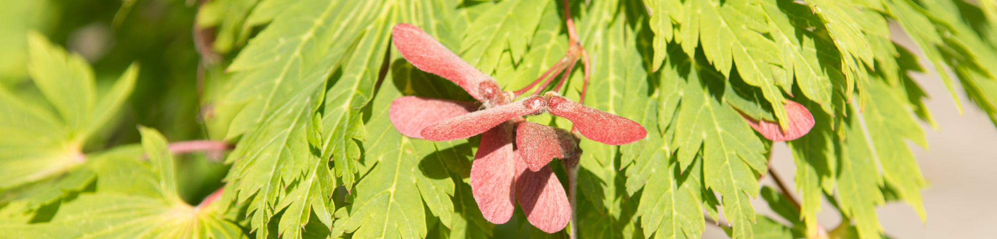 Acer japonicum 'Aconitifolium'