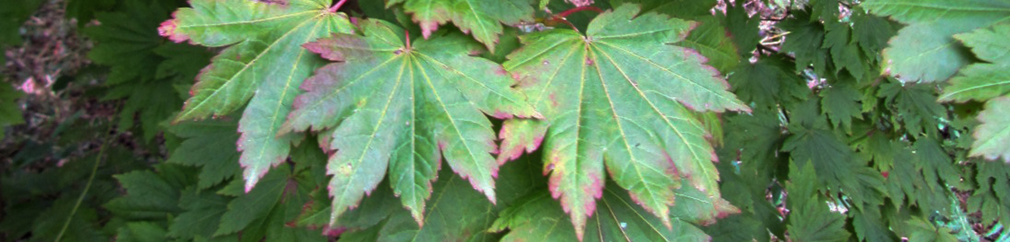 Acer japonicum