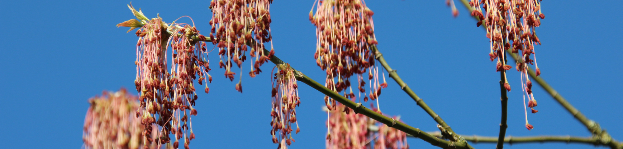 Acer negundo 'Aureomarginatum'