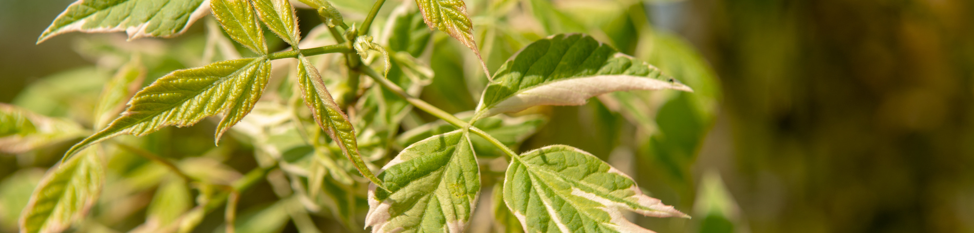 Acer negundo 'Variegatum'