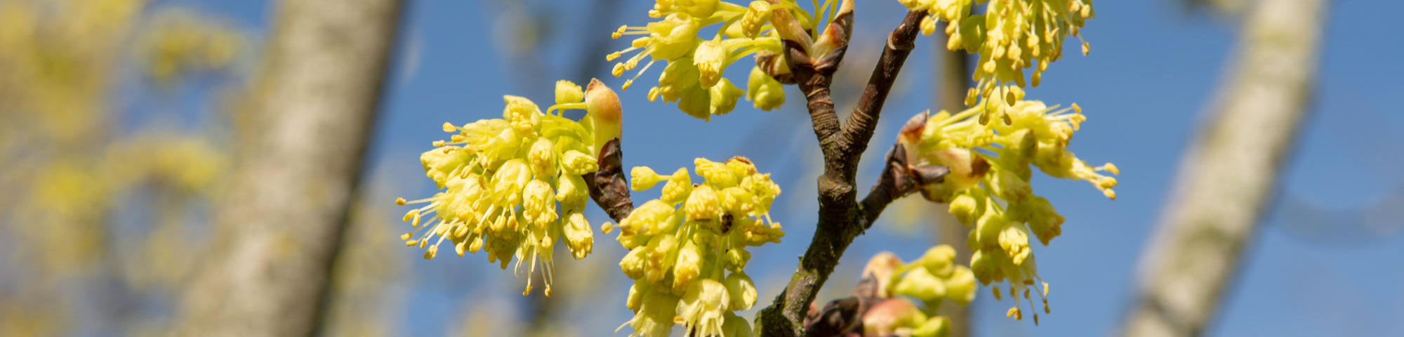 Acer opalus