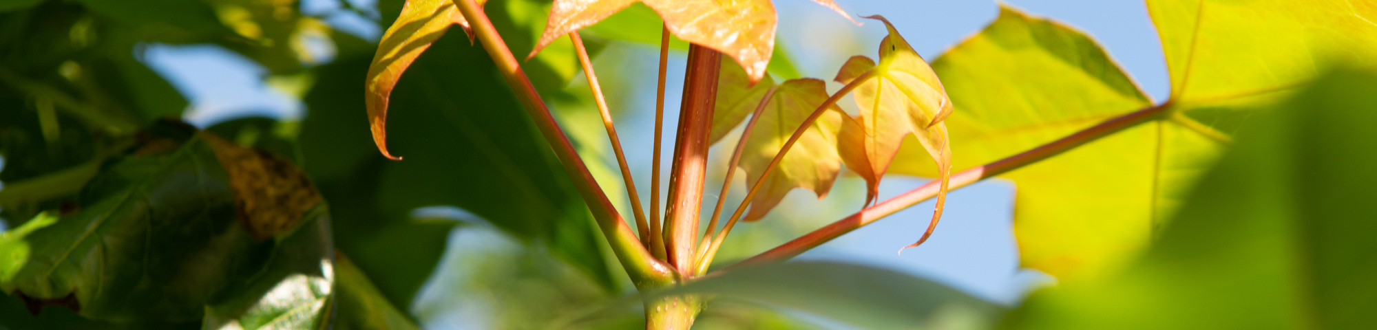 Acer 'PACIFIC SUNSET'