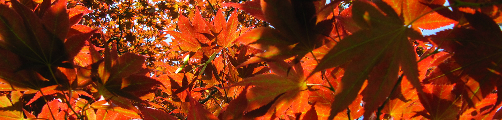 Acer palmatum 'Atropurpureum'