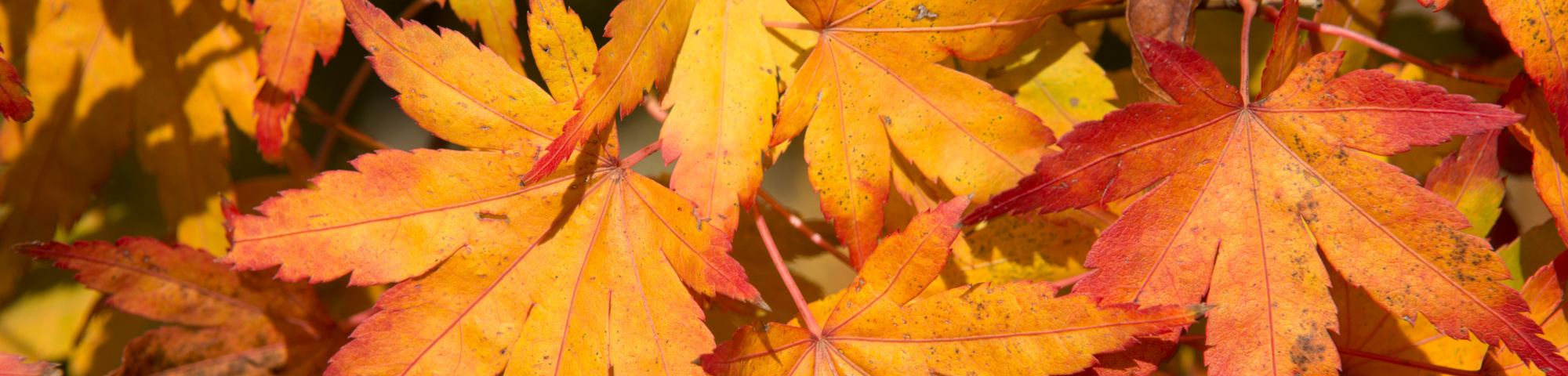 Acer palmatum