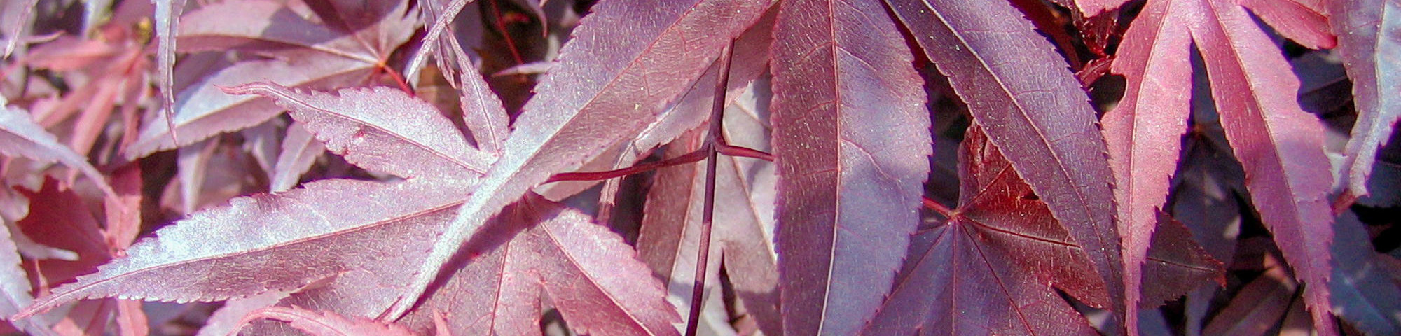 Acer palmatum 'Bloodgood'