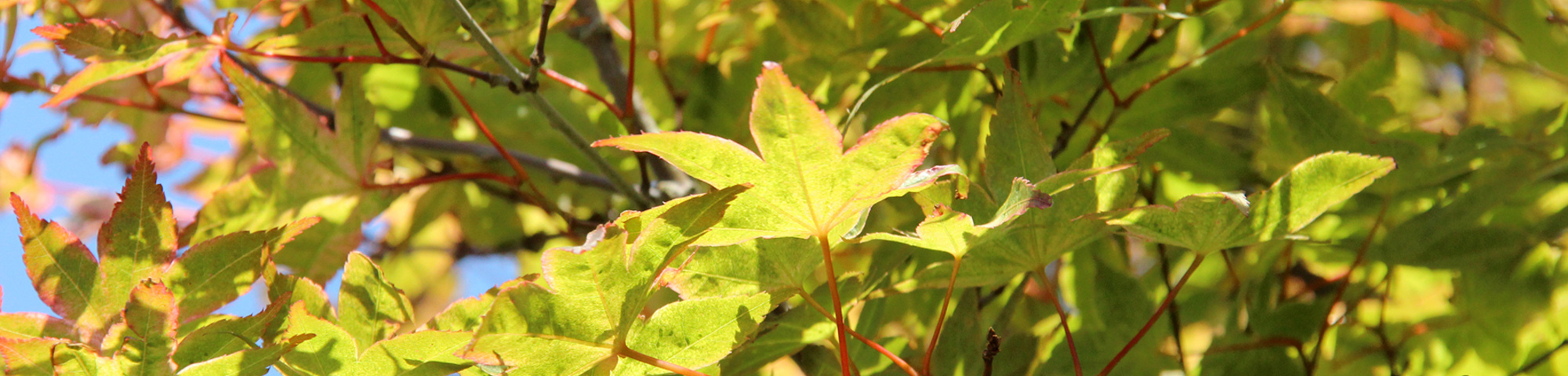 Acer palmatum 'Deshôjô'