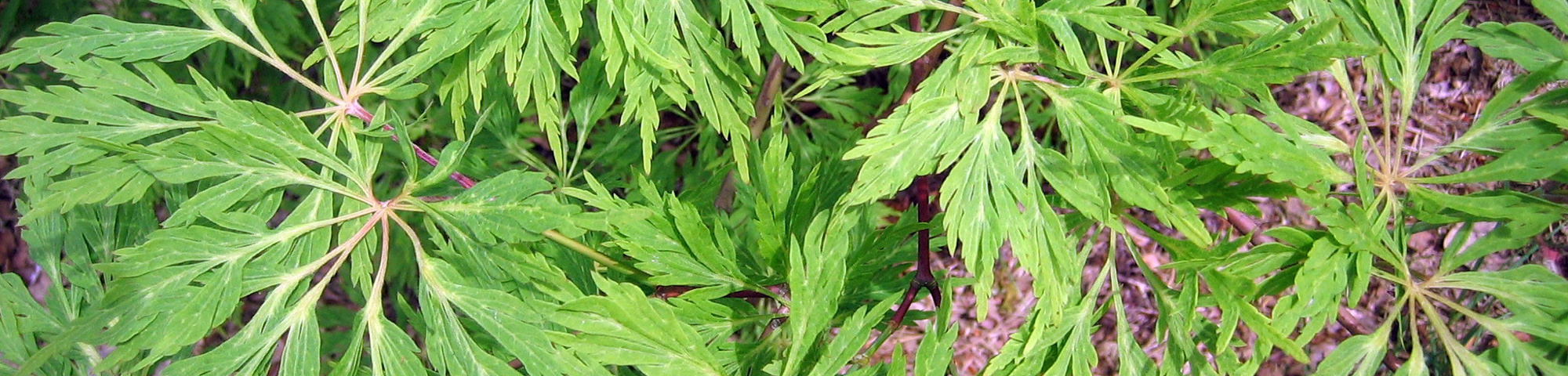 Acer palmatum 'Dissectum'