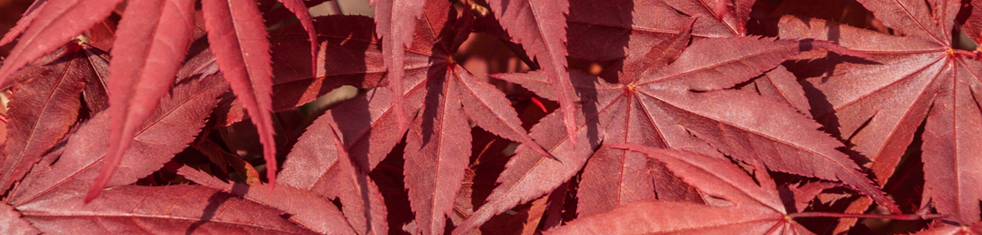 Acer palmatum 'Fireglow'