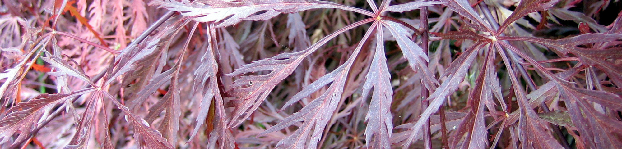 Acer palmatum 'Garnet'