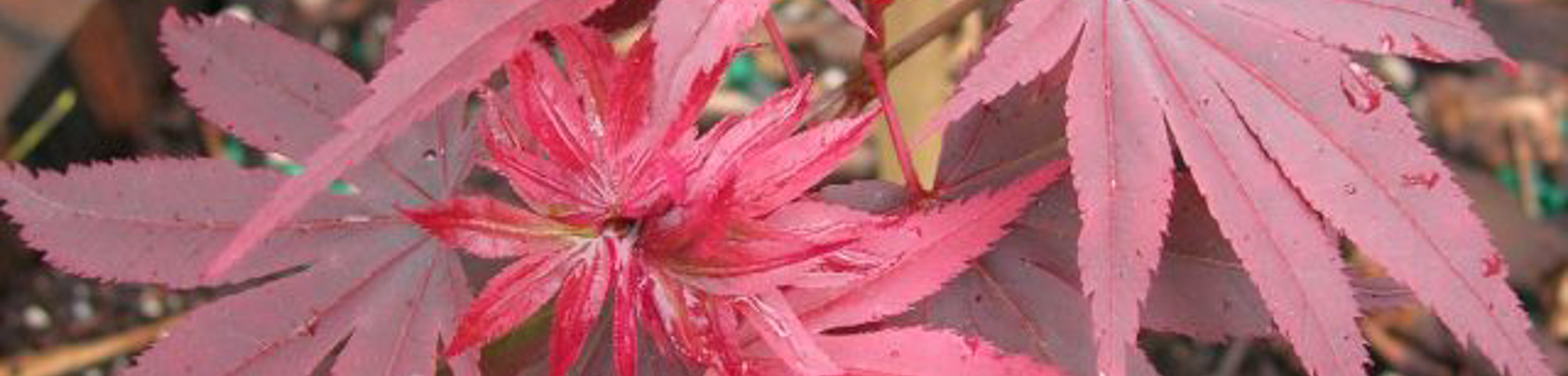 Acer palmatum 'Pixie'