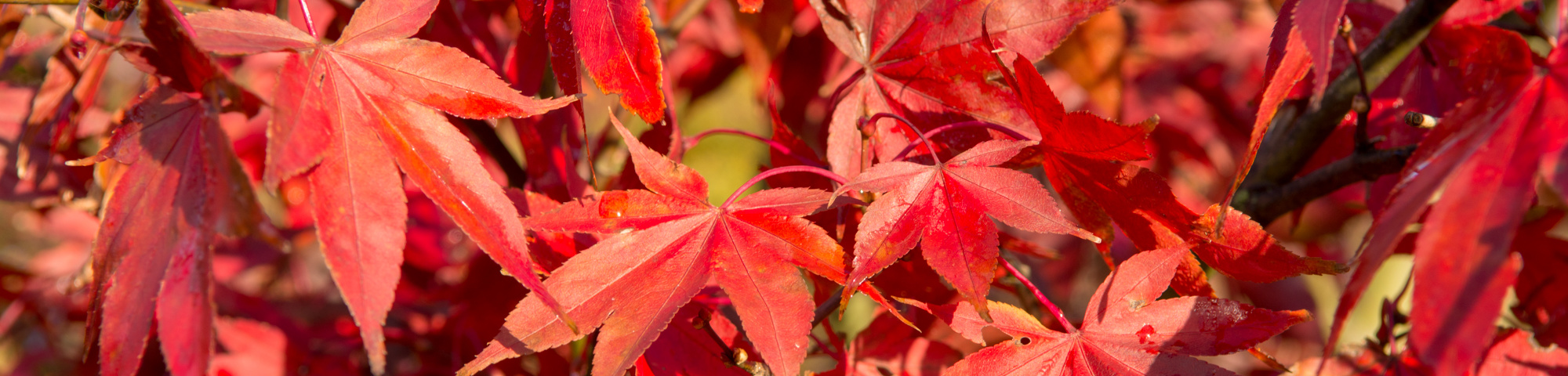 Acer palmatum 'Ôsakazuki'