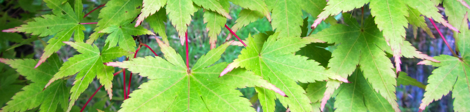 Acer palmatum 'Sangokaku'