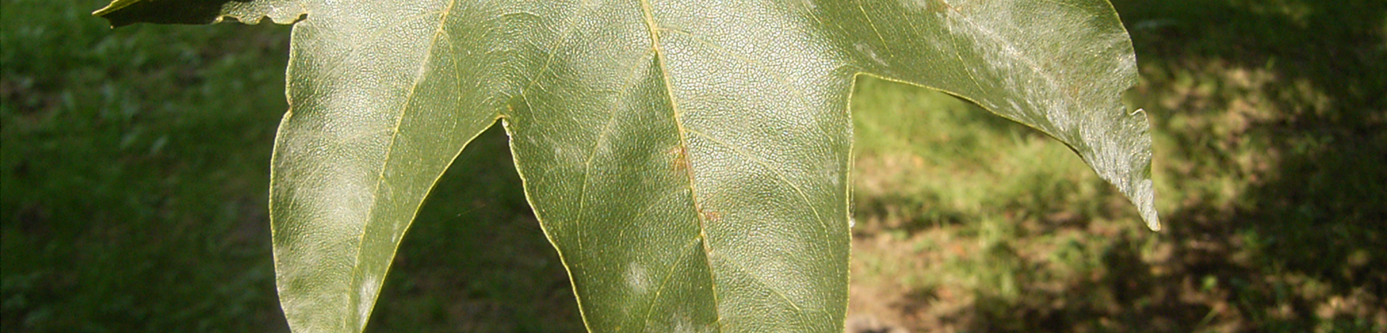 Acer pictum