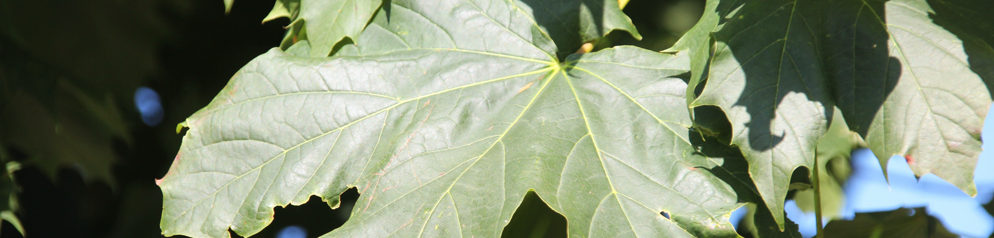 Acer platanoides 'Columnare'