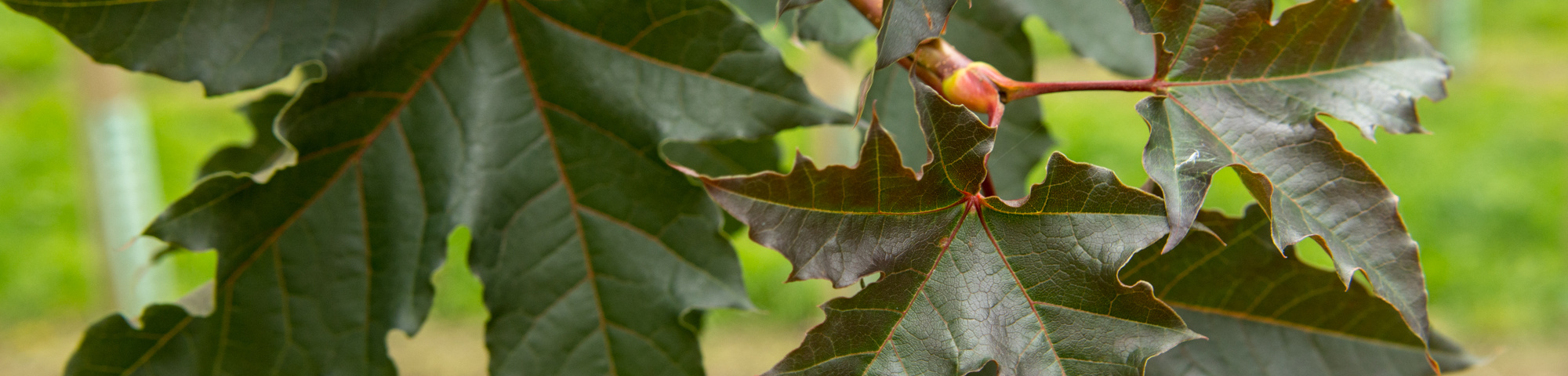 Acer platanoides 'Deborah'