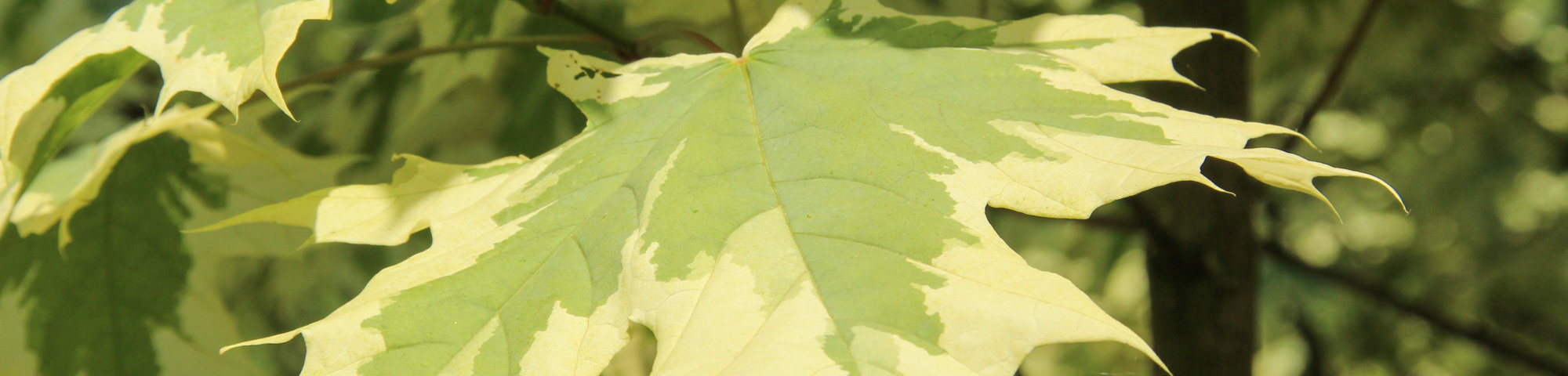 Acer platanoides 'Drummondii'