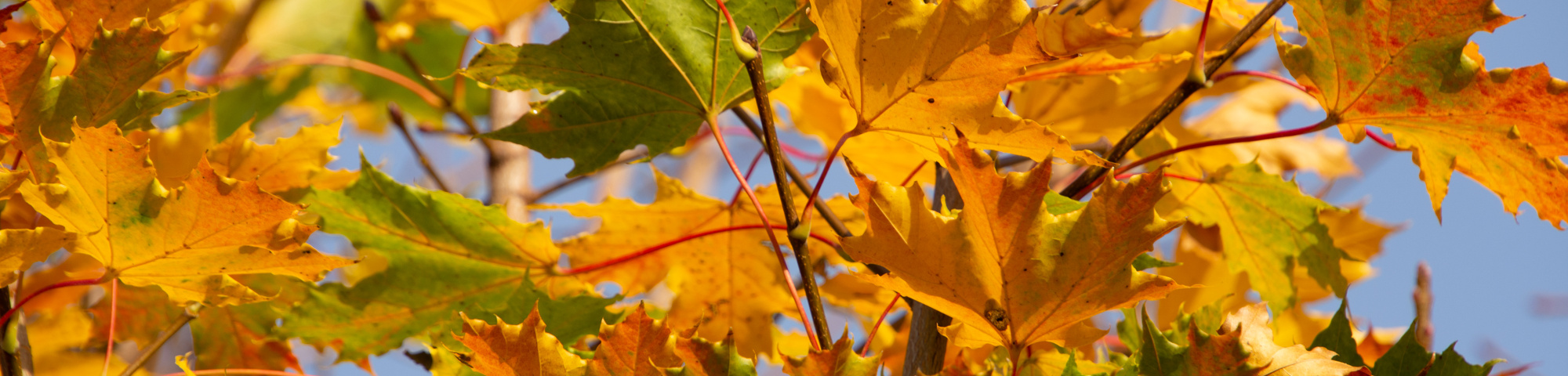 Acer platanoides 'Ebben's Column'