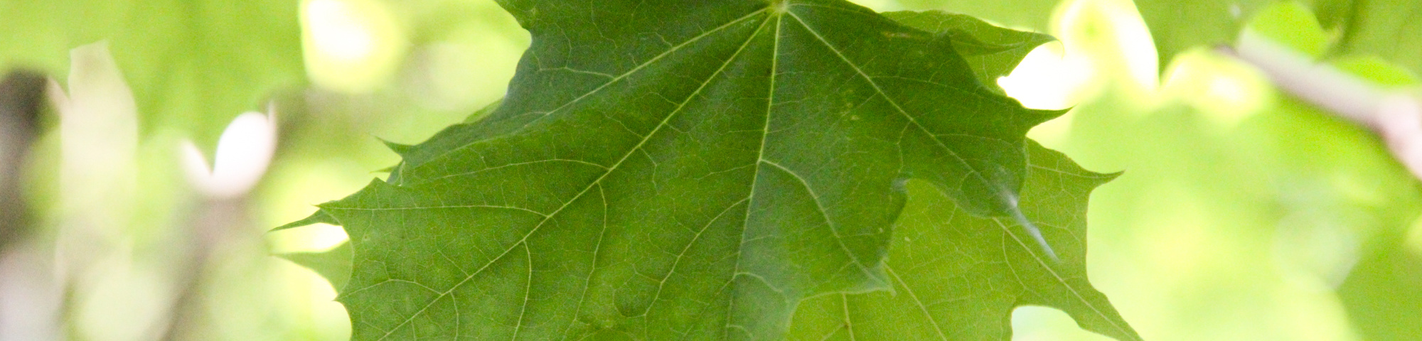 Acer platanoides 'Eurostar'