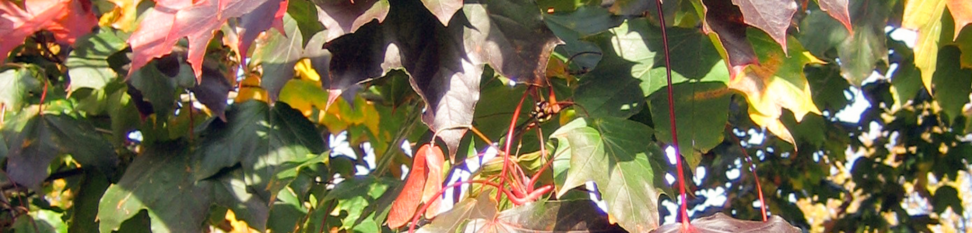 Acer platanoides 'Faassen's Black'