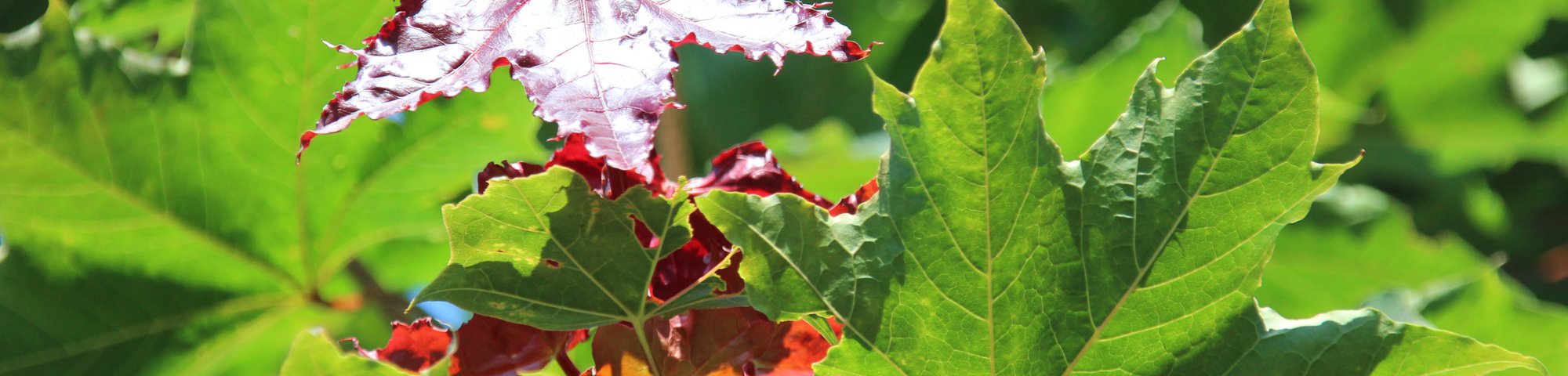 Acer platanoides 'Fairview'