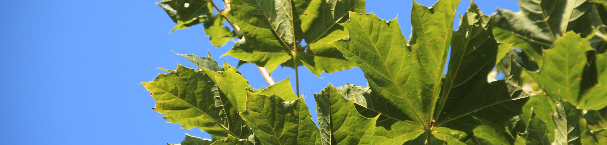 Acer platanoides 'Farlake's Green'