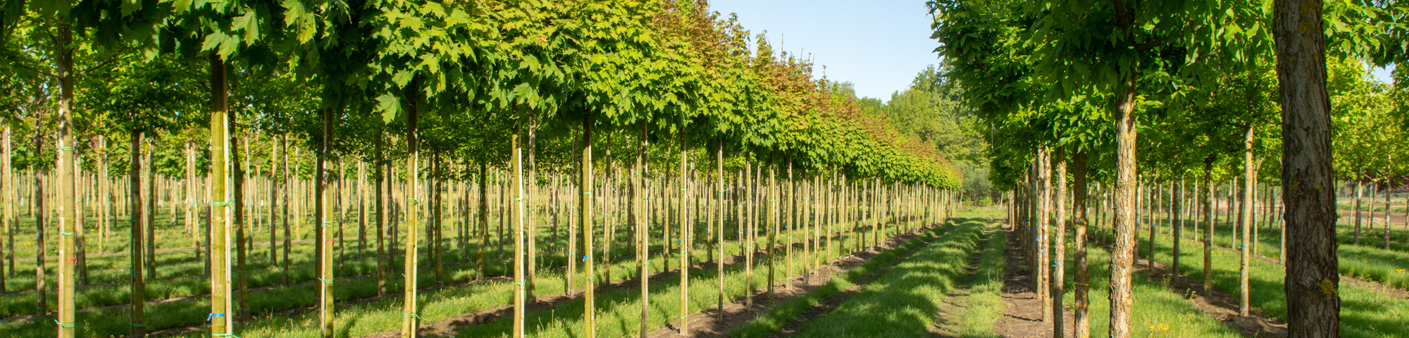 Acer platanoides 'Globosum'