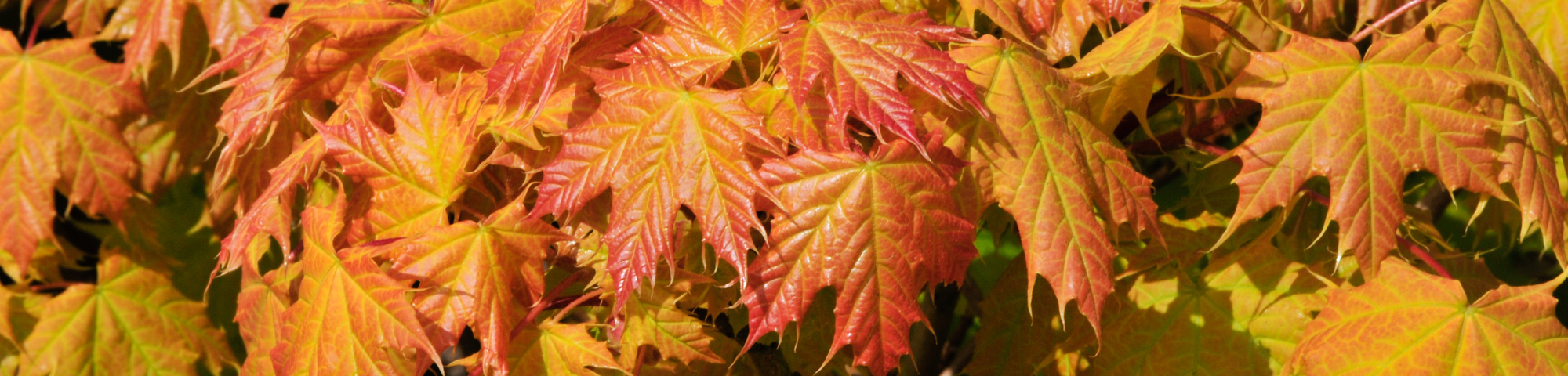 Acer platanoides 'Golden Globe'