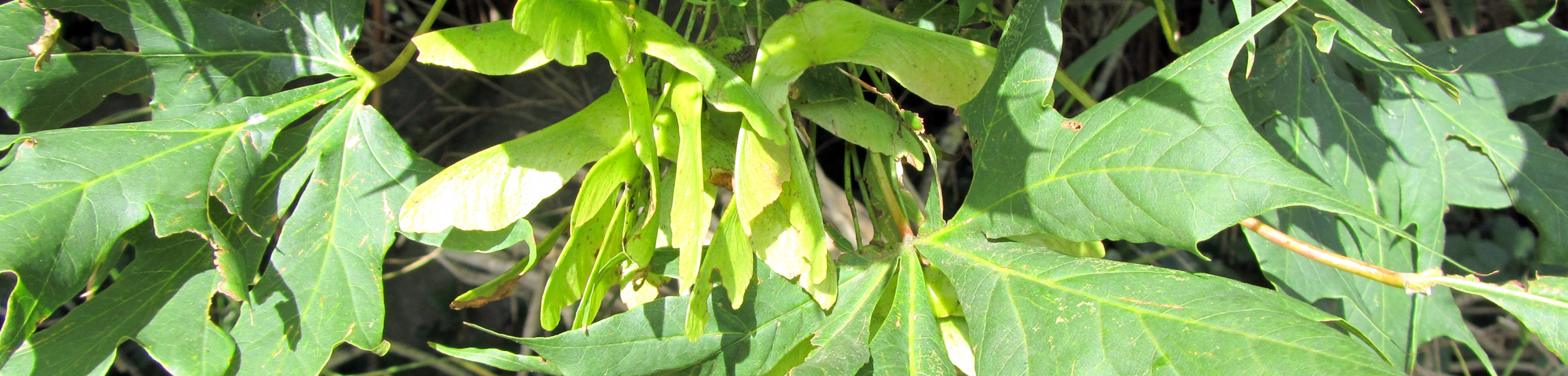 Acer platanoides 'Palmatifidum'