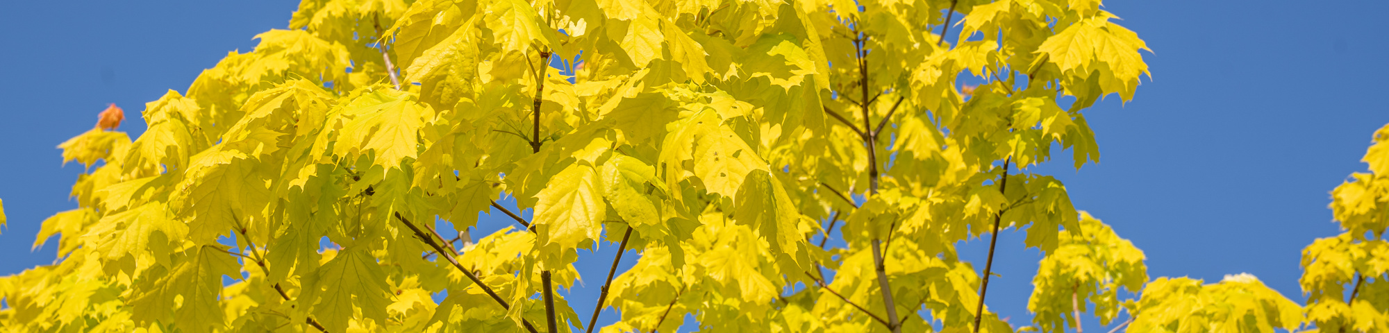 Acer platanoides PRINCETON GOLD 