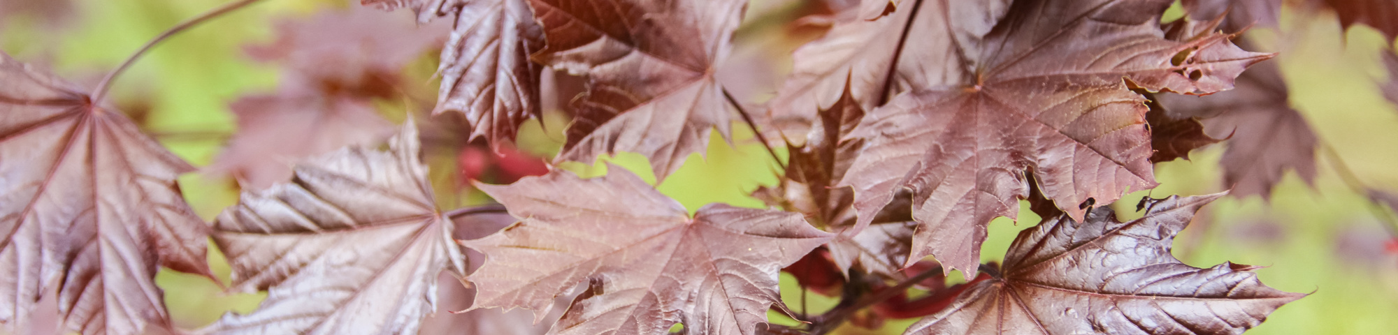 Acer platanoides 'Royal Red'