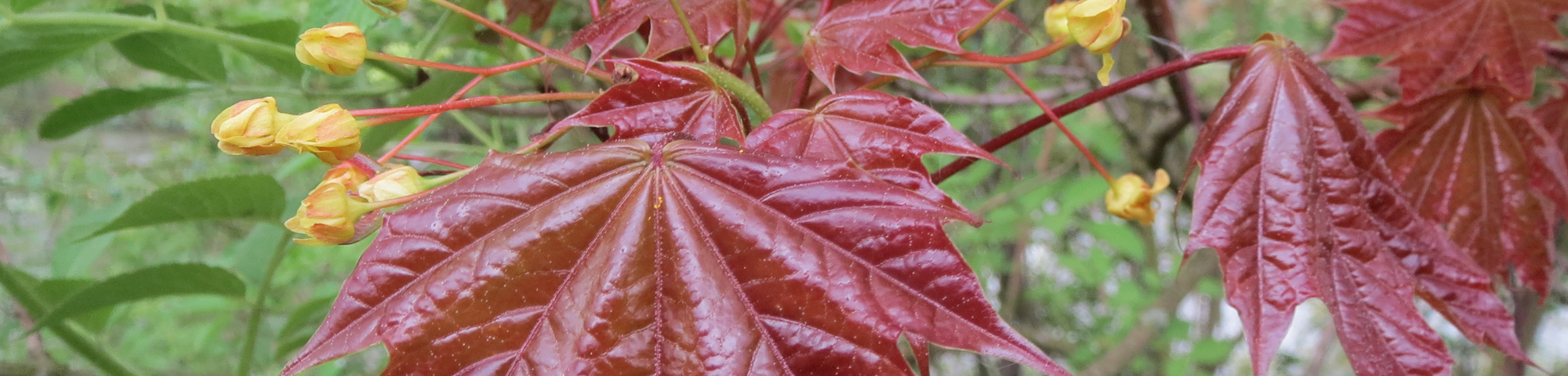 Acer platanoides 'Schwedleri'