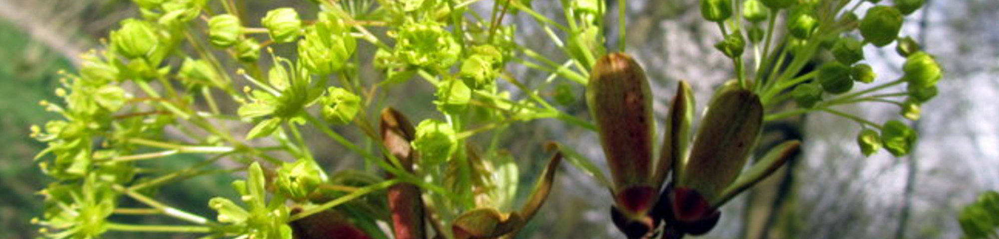 Acer platanoides 'Summershade'