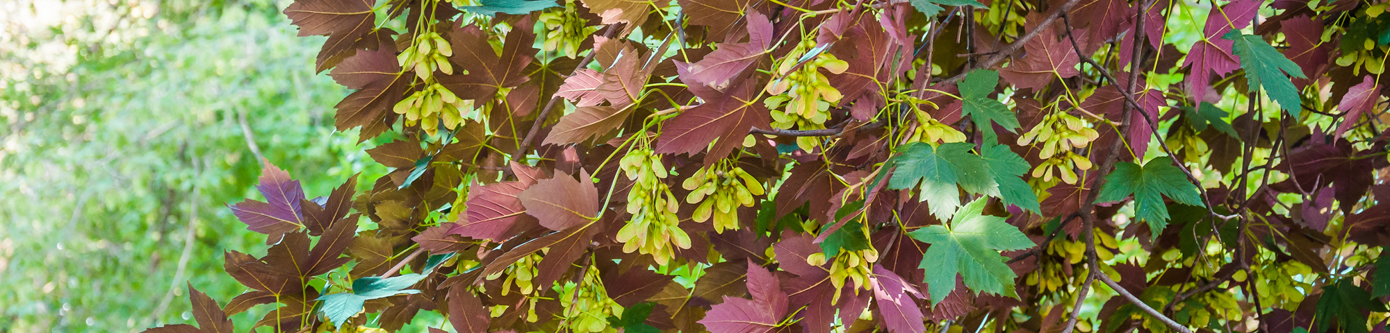 Acer pseudoplatanus 'Atropurpureum'